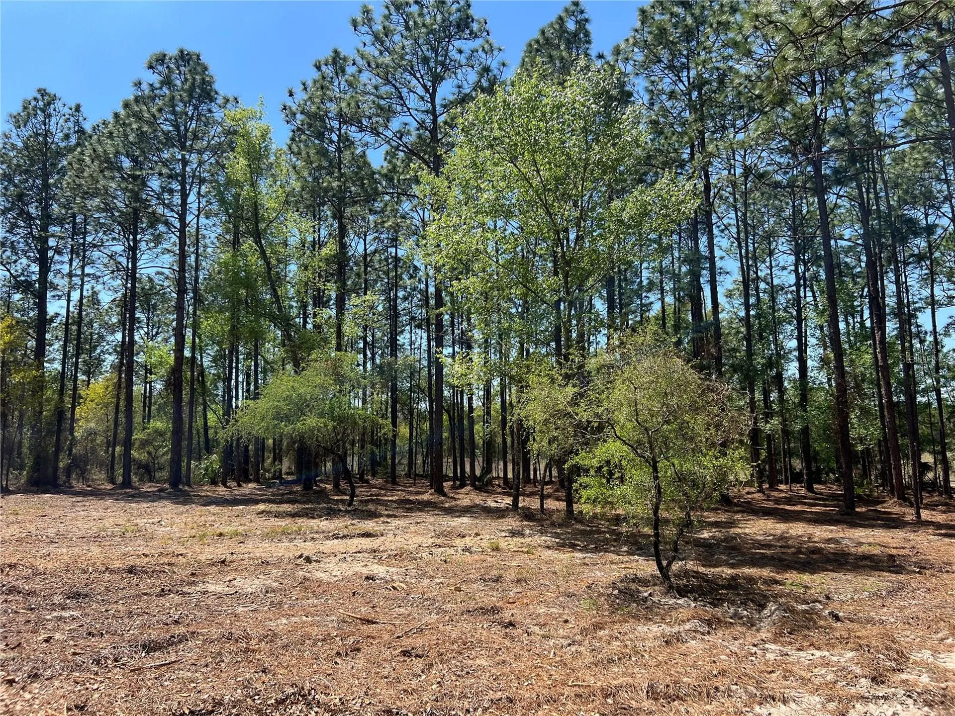 24 SE 130 Court Dunnellon FL 34431