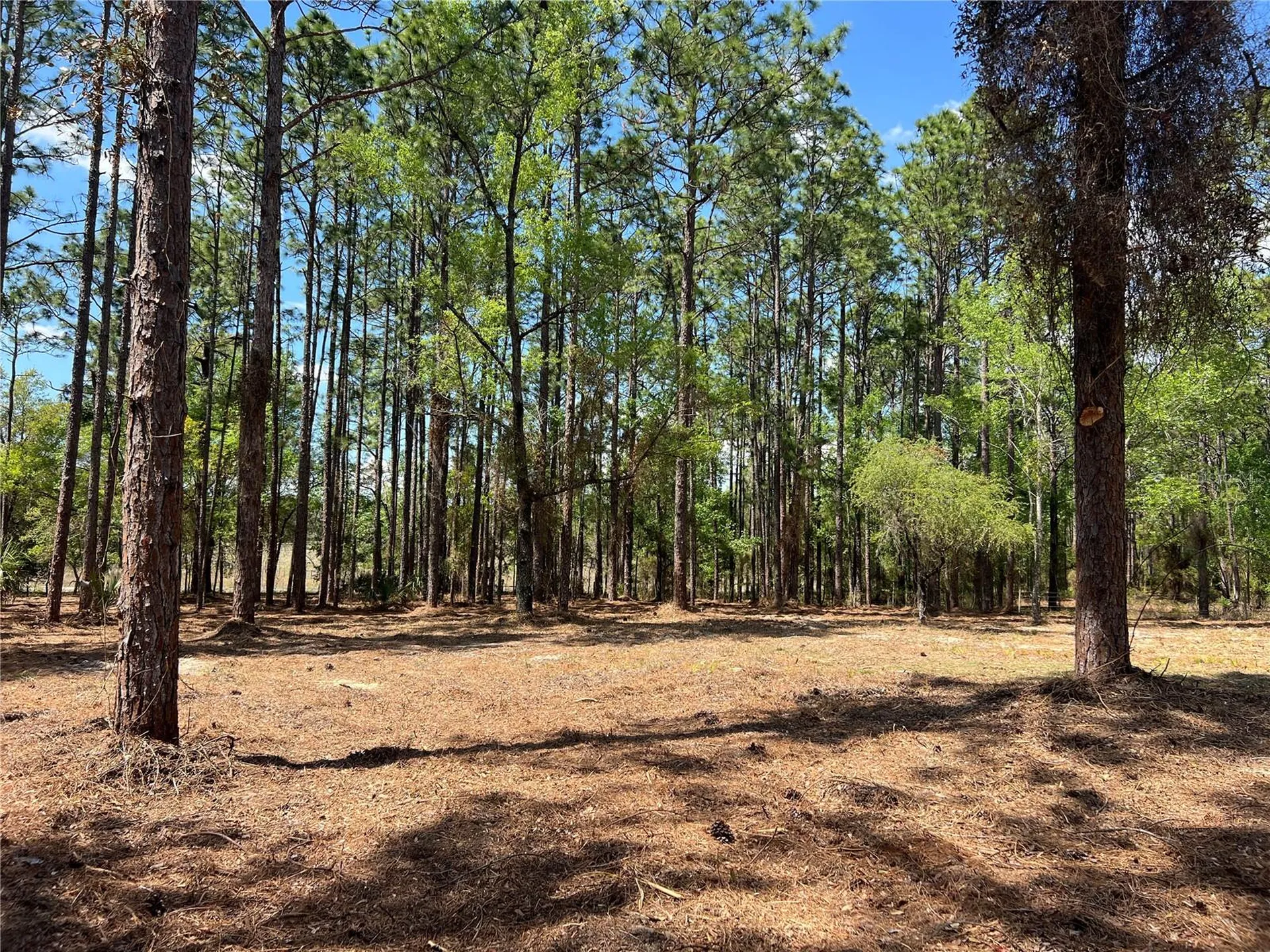 24 SE 130 Court Dunnellon FL 34431