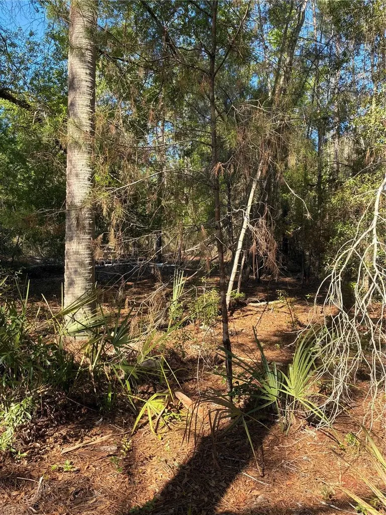 24533 Pink Panther Road Paisley FL 32767