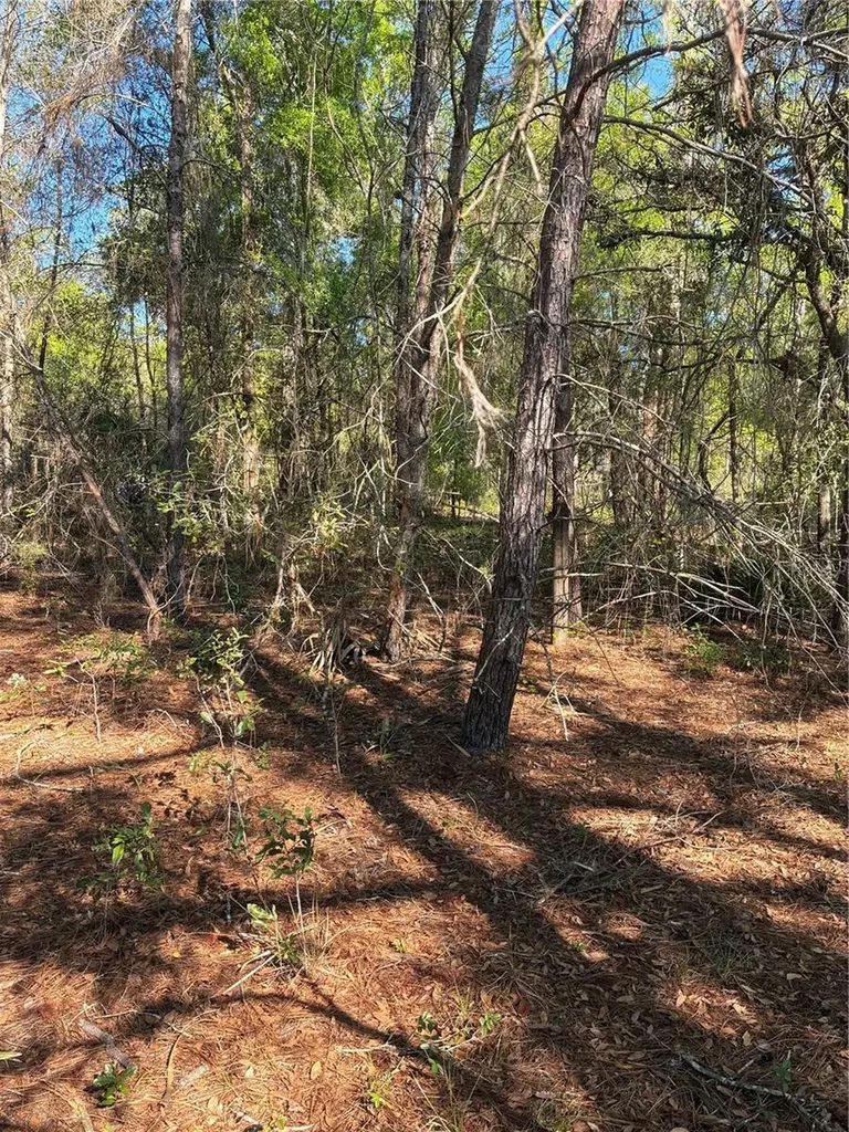 24533 Pink Panther Road Paisley FL 32767