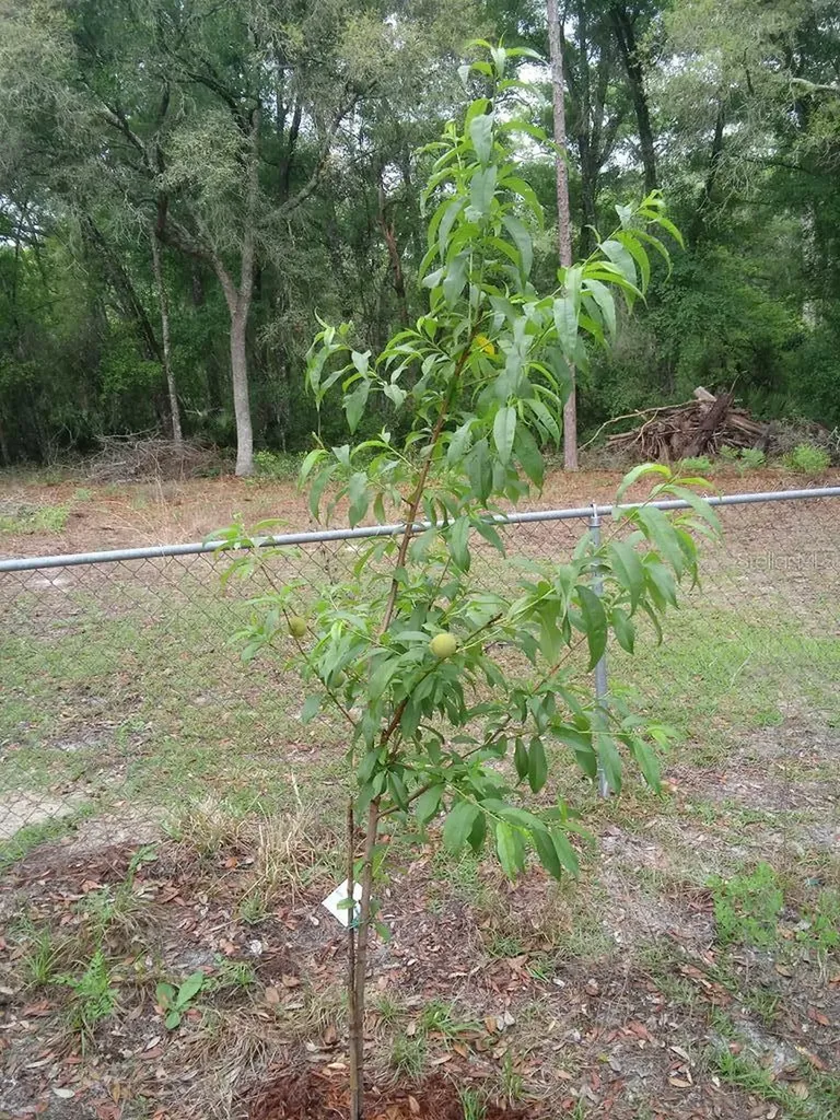 2410 NW 117th Place Branford FL 32008