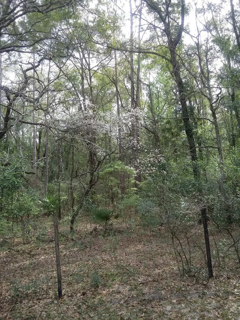 2410 NW 117th Place Branford FL 32008