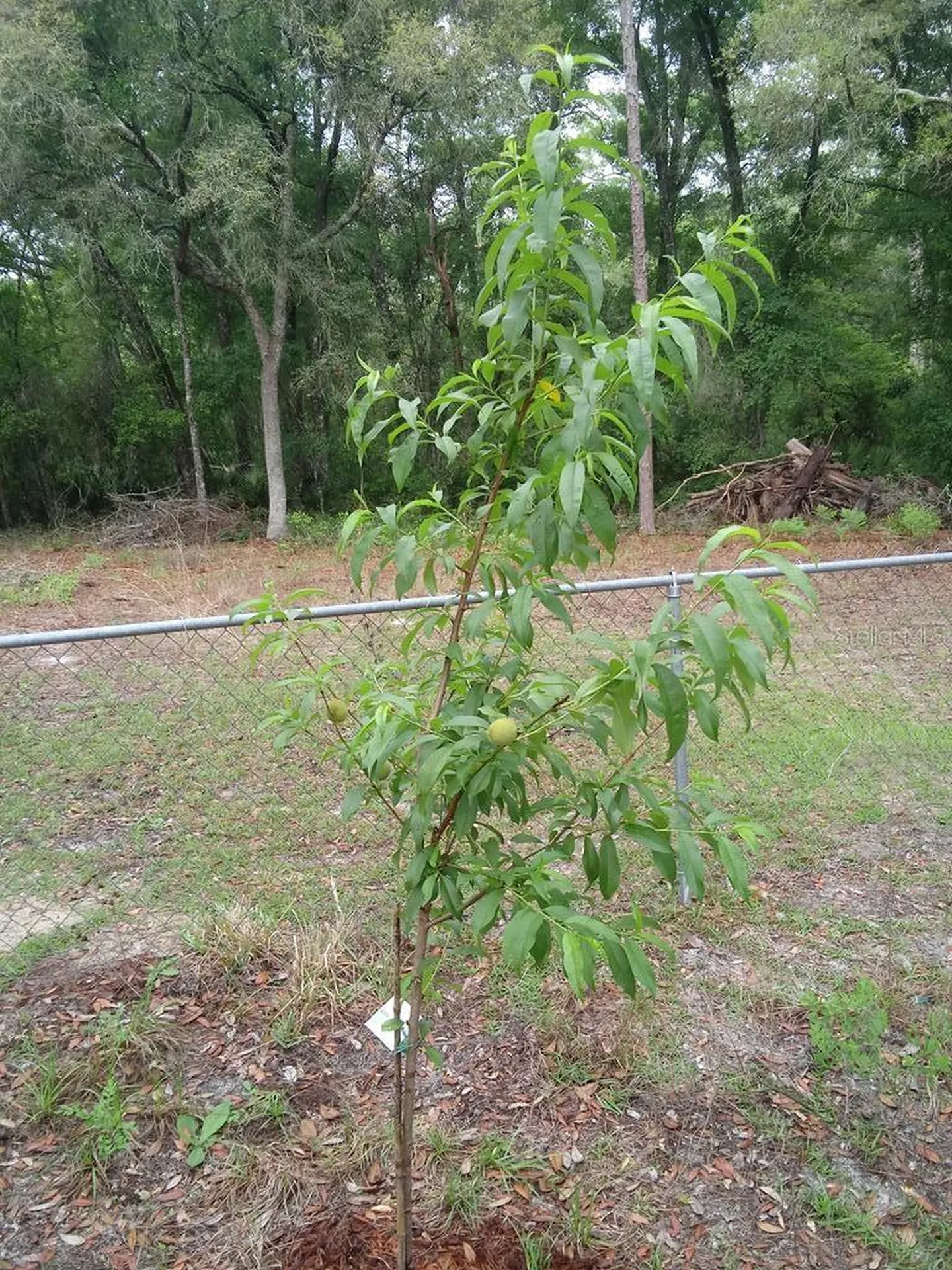 2410 NW 117th Place Branford FL 32008