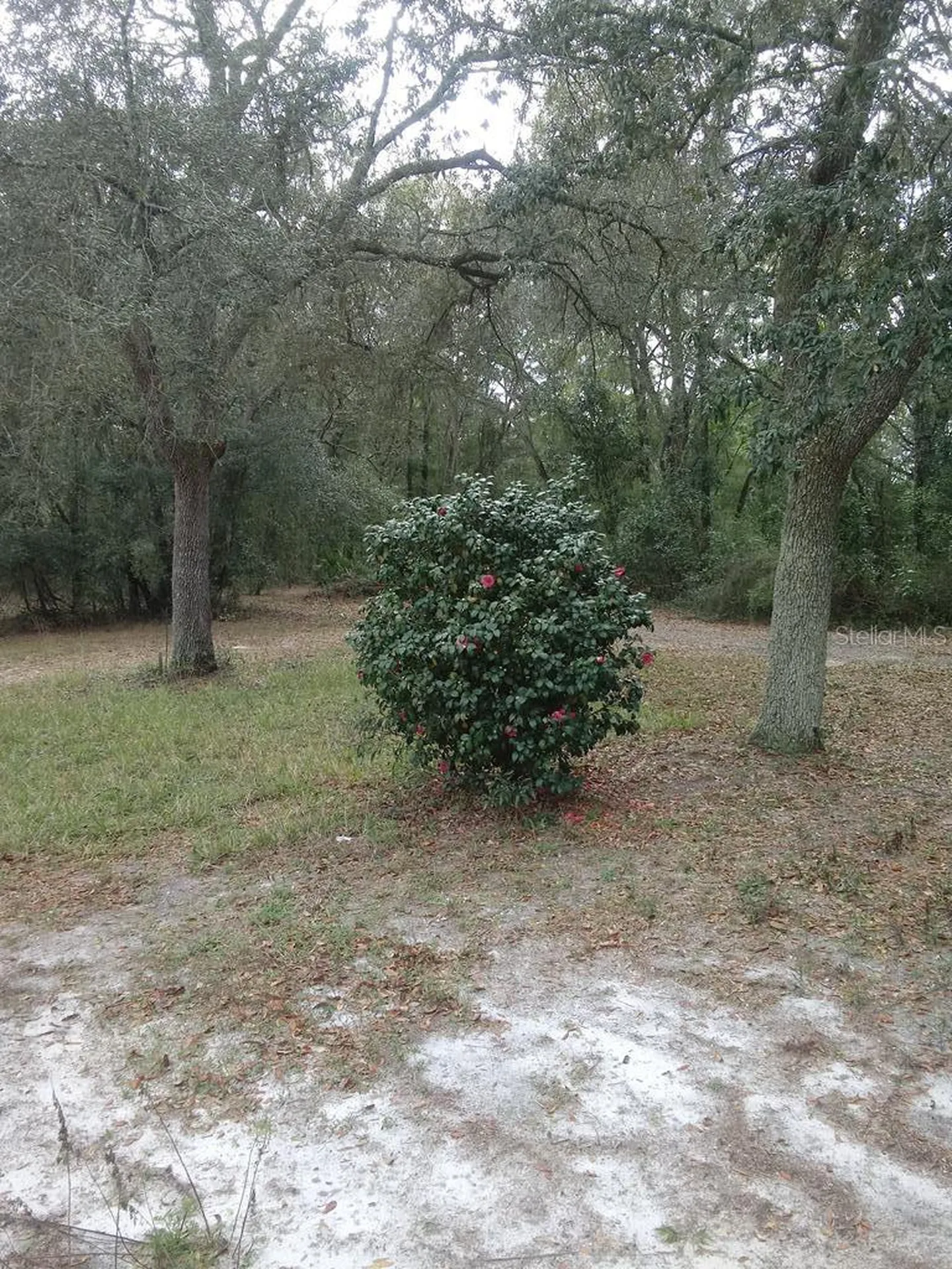 2410 NW 117th Place Branford FL 32008