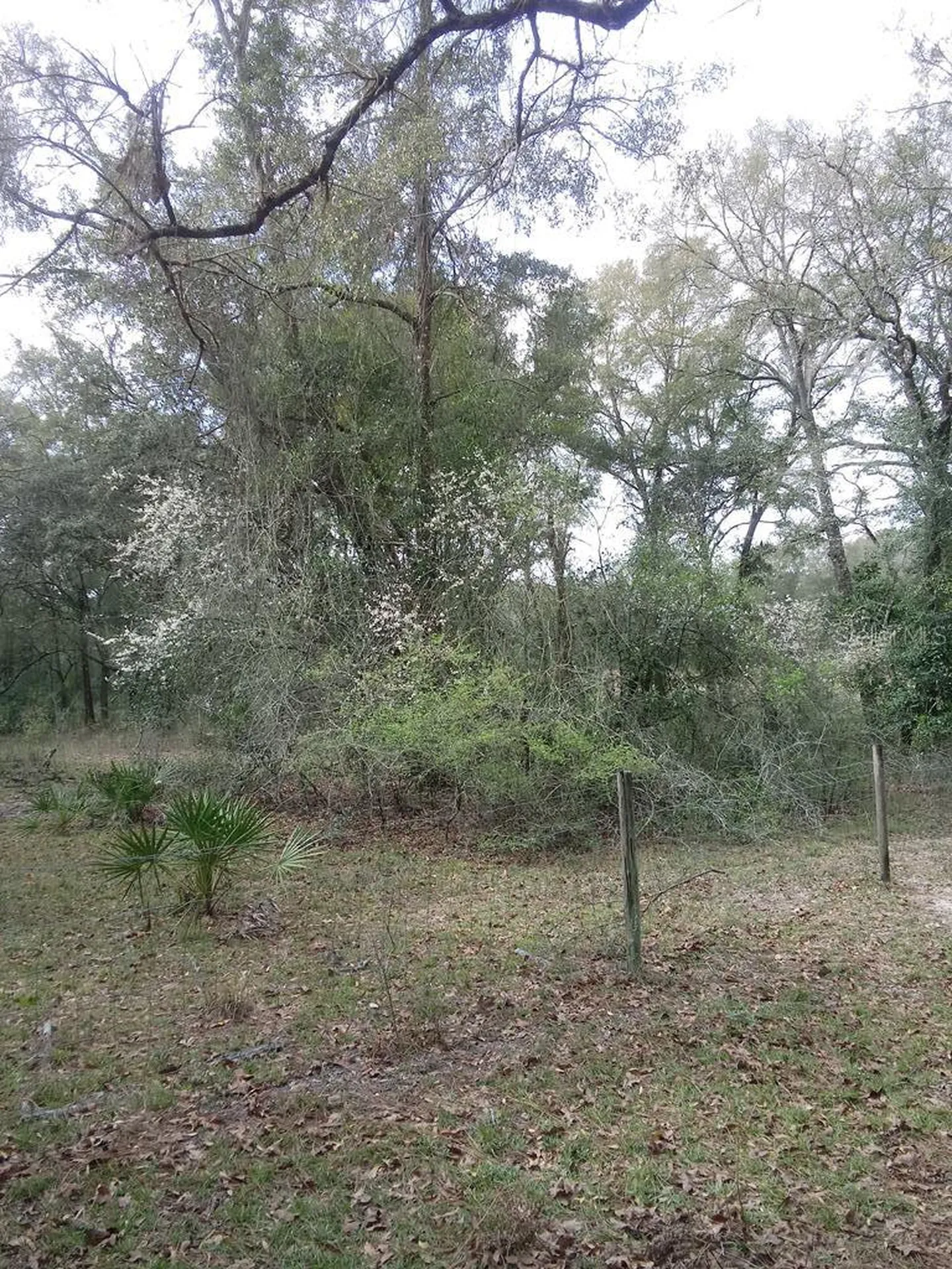2410 NW 117th Place Branford FL 32008