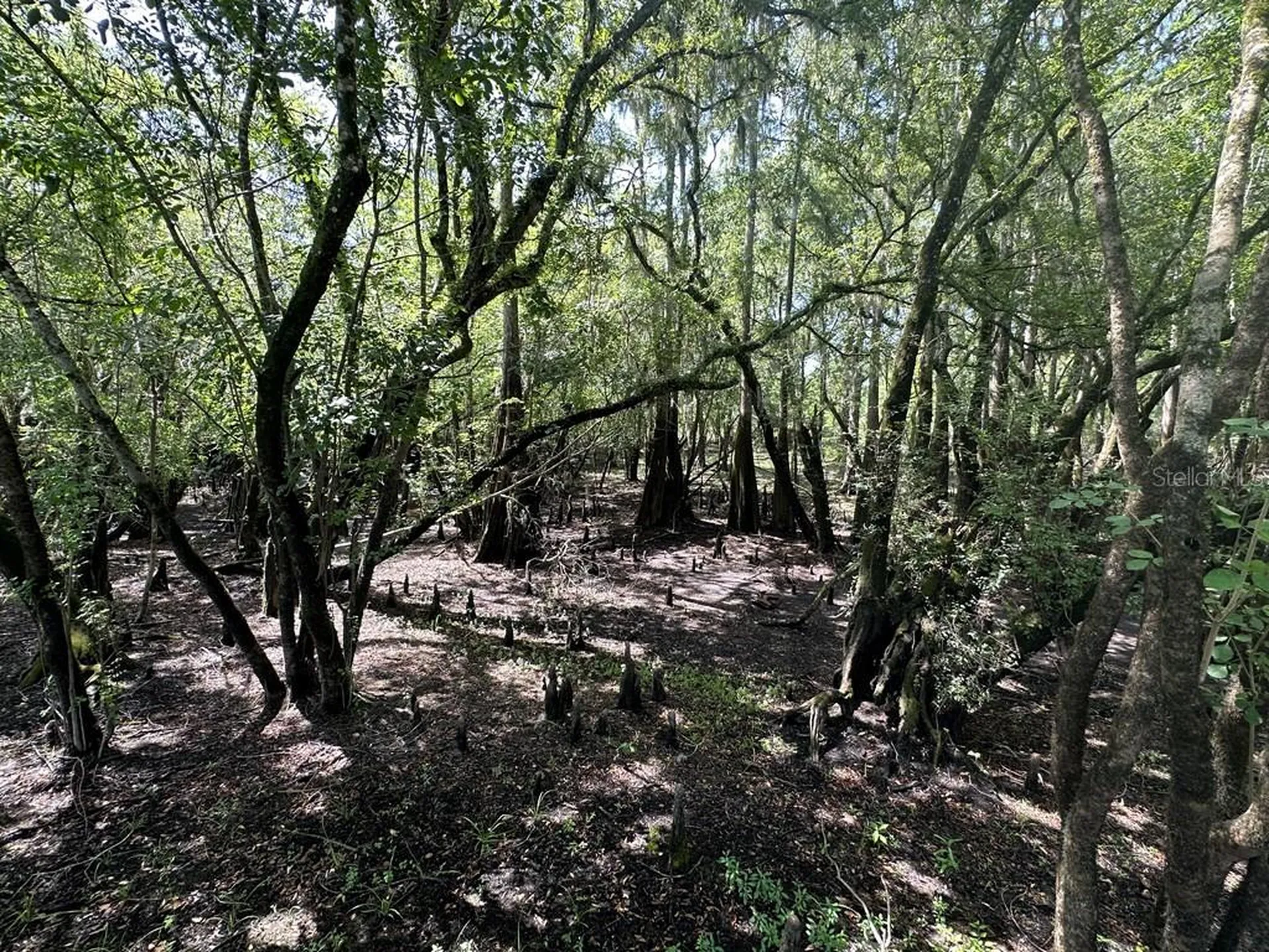 2410 NW 117th Place Branford FL 32008