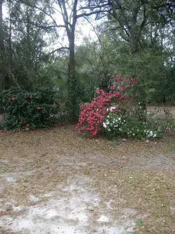 2410 NW 117th Place Branford FL 32008