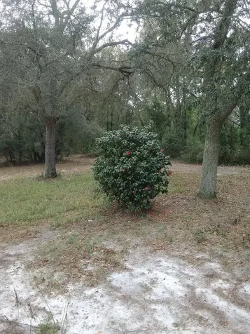 2410 NW 117th Place Branford FL 32008