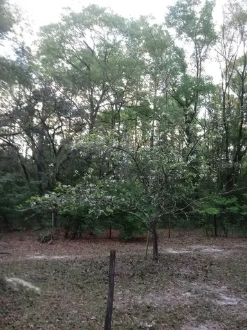 2410 NW 117th Place Branford FL 32008