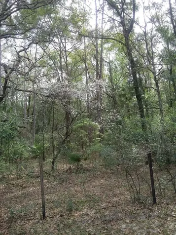2410 NW 117th Place Branford FL 32008
