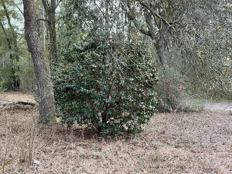 2410 NW 117th Place Branford FL 32008