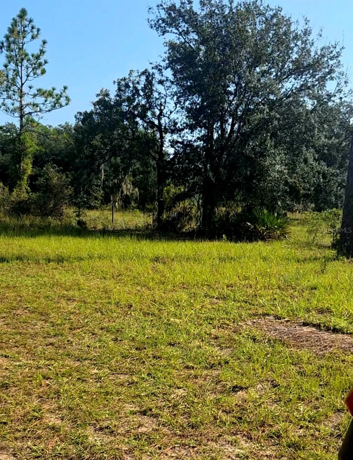 12070 NE 63rd Place Williston FL 32696