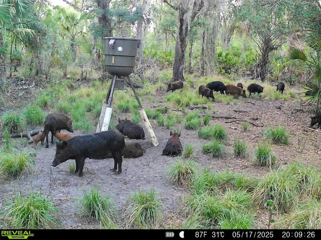 3832 SW Wildcat Run Road Arcadia FL 34266