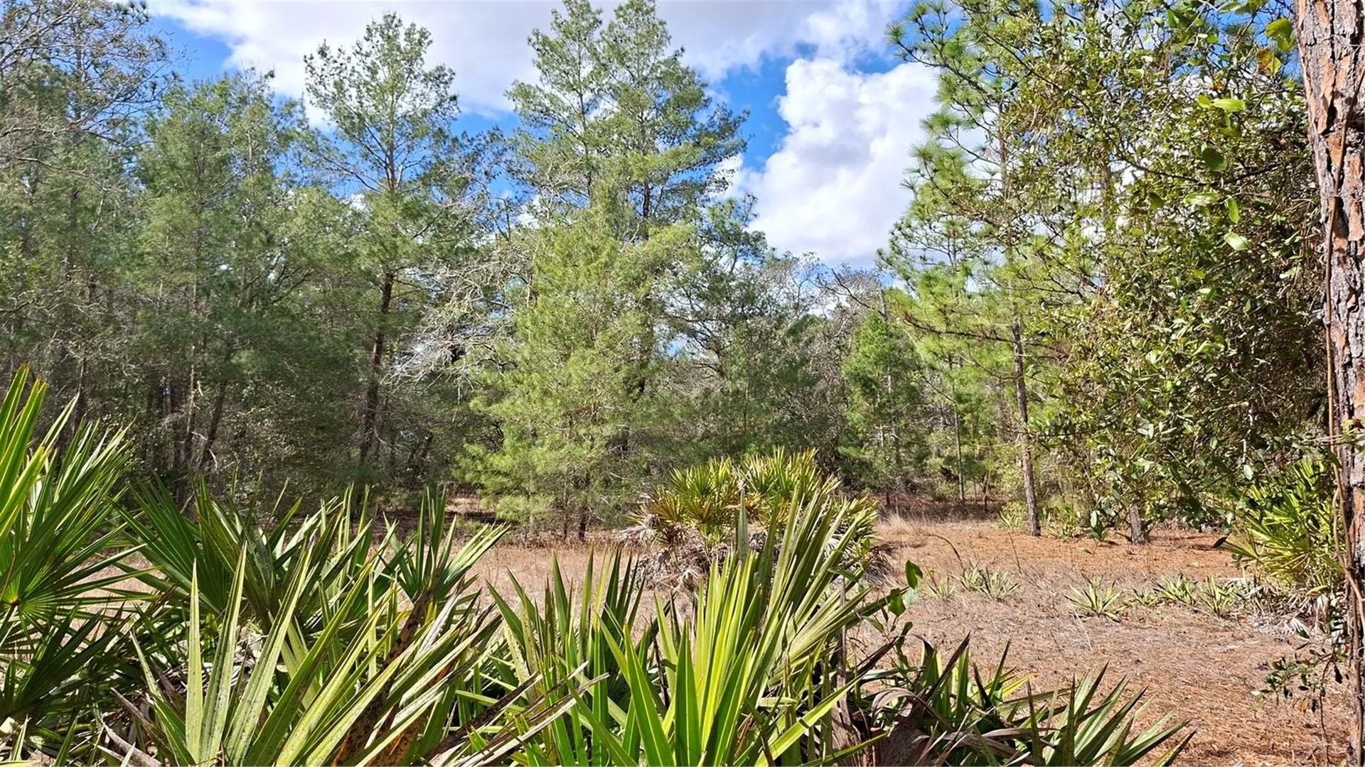 Fisher Run Ocklawaha FL 32183