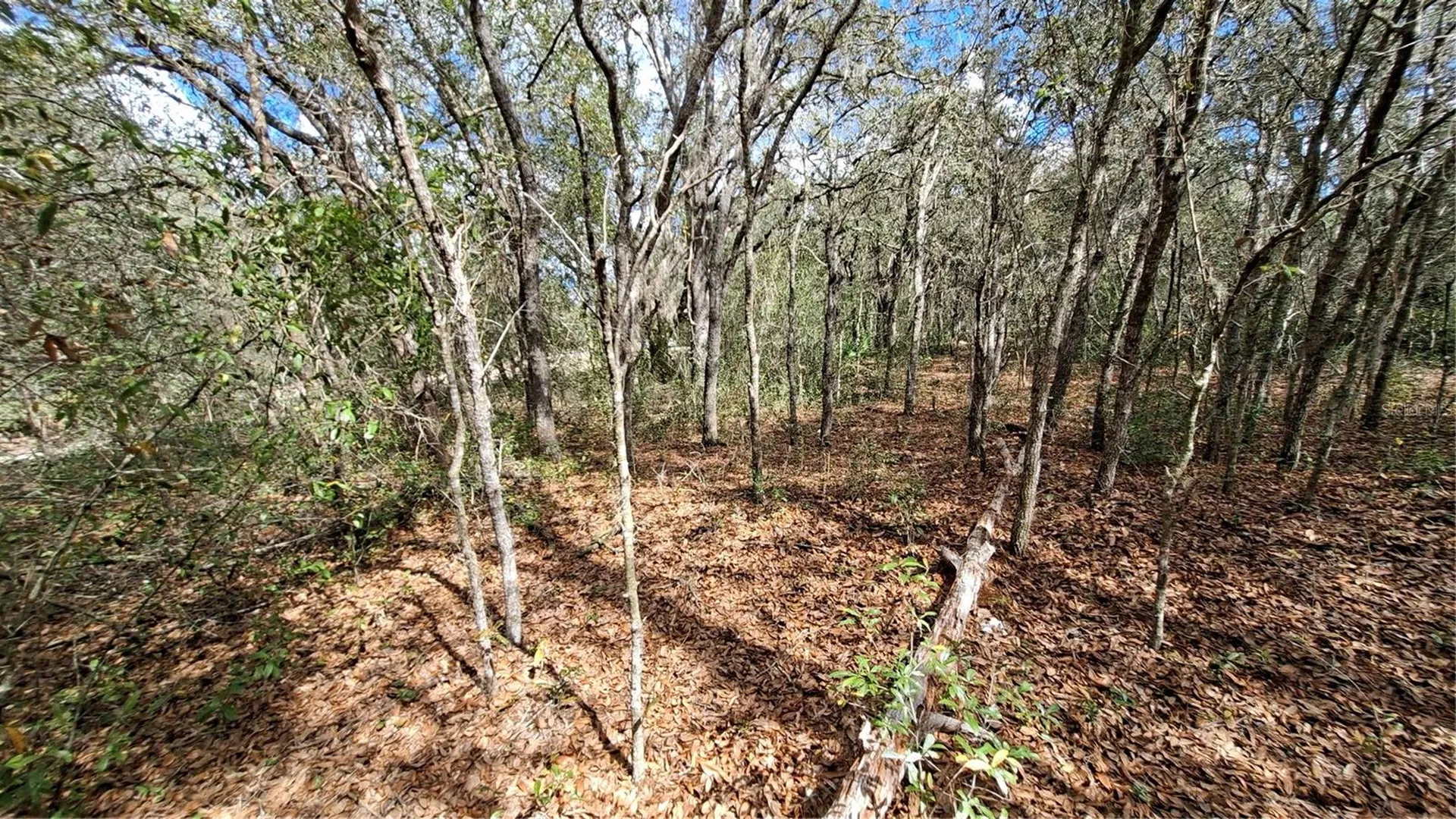 Fisher Run Ocklawaha FL 32183