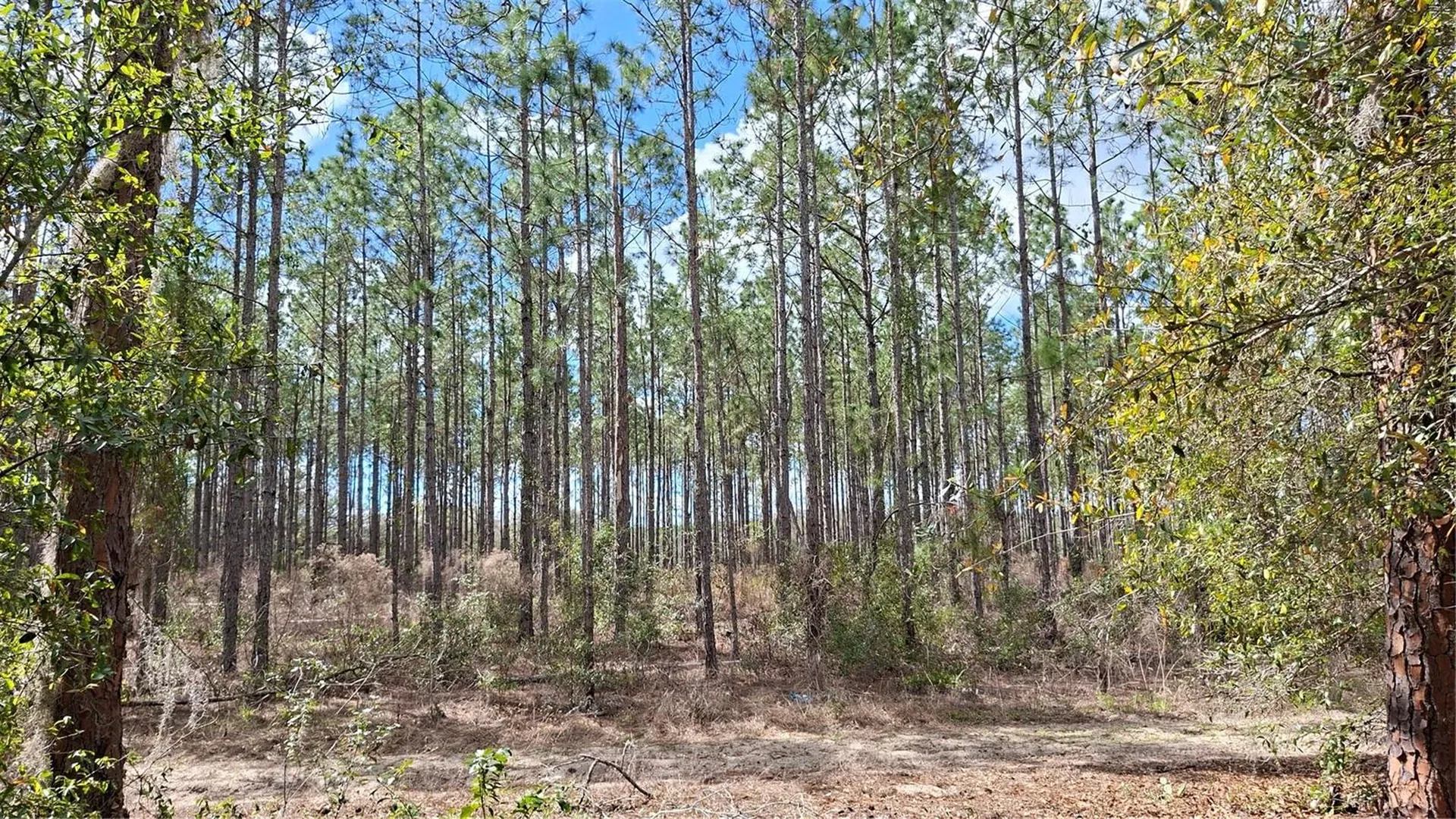 Fisher Way Ocklawaha FL 32179