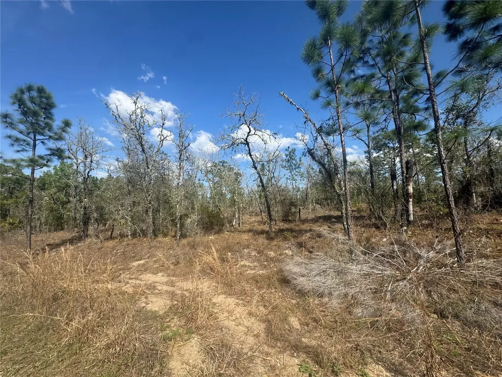Tbd NE 155th Avenue Williston FL 32696