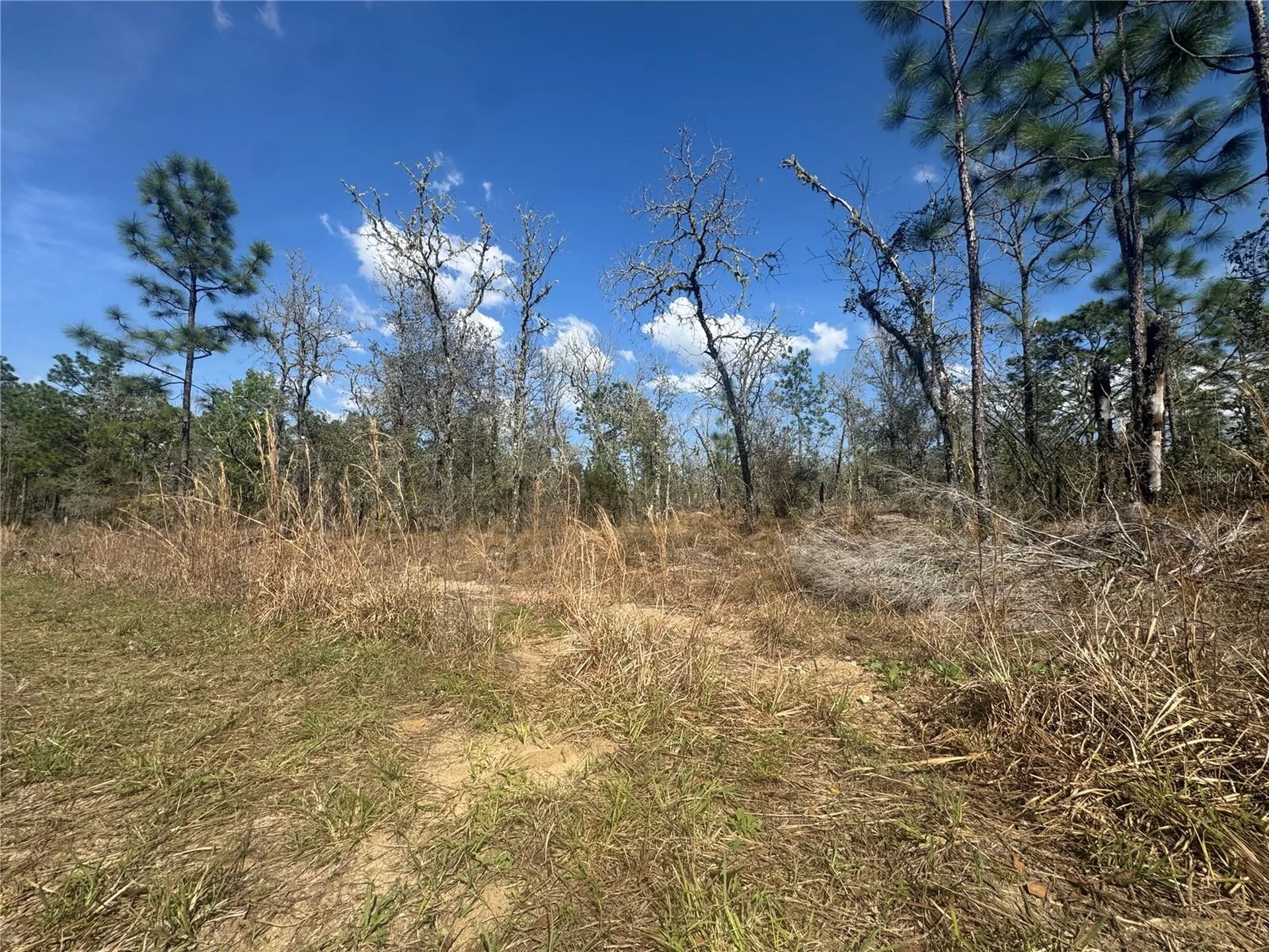 Tbd NE 155th Avenue Williston FL 32696