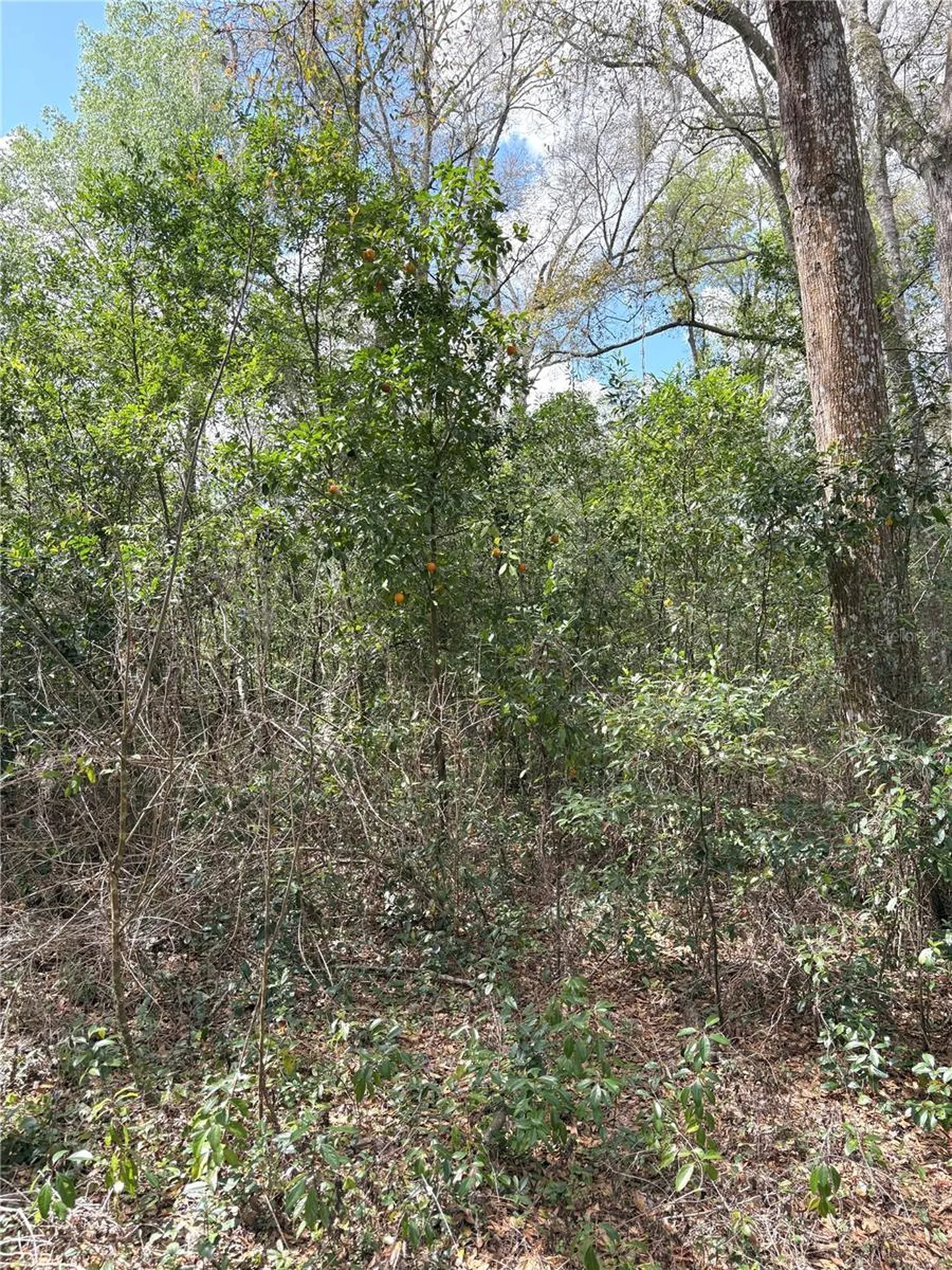 21249 Durden Road Dade City FL 33523
