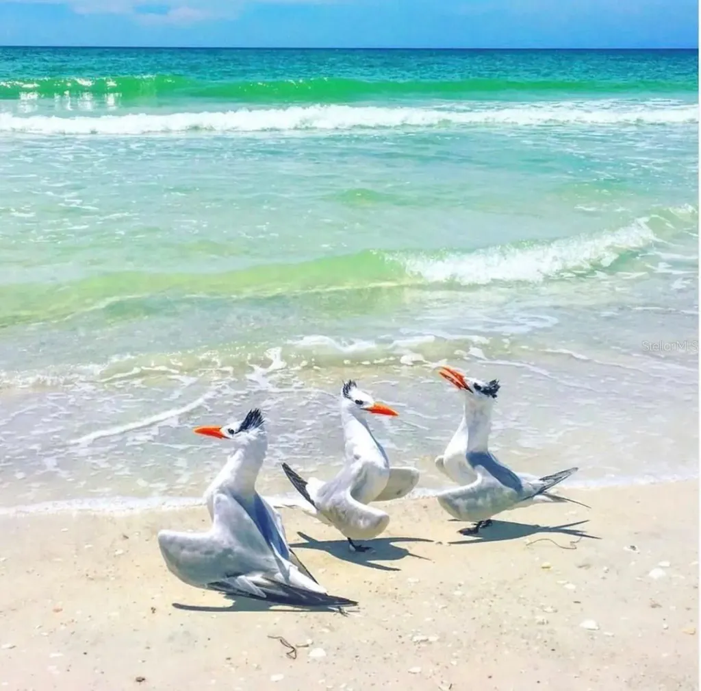 6750 Gulf Of Mexico Drive Longboat Key FL 34228