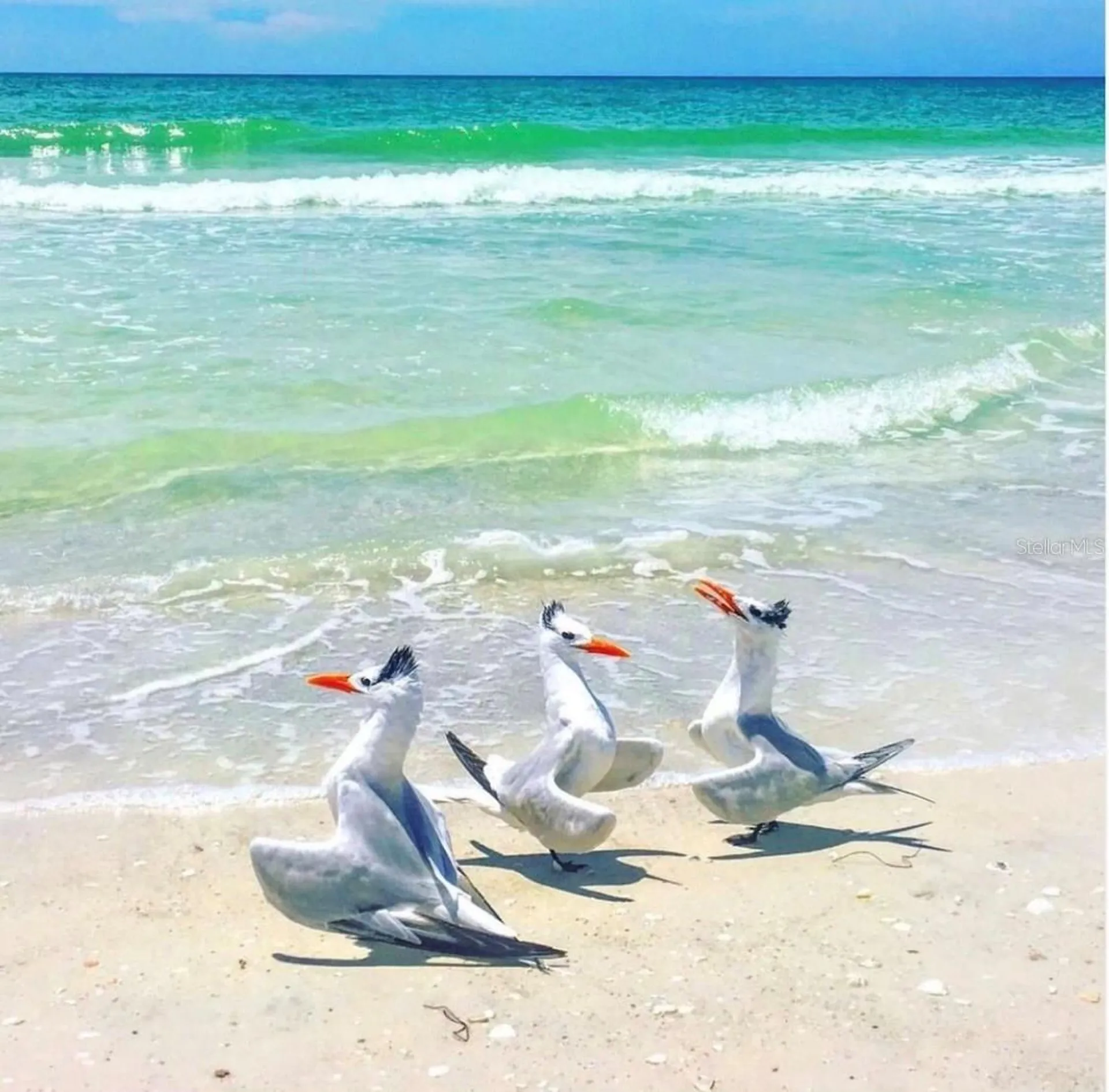 6750 Gulf Of Mexico Drive Longboat Key FL 34228