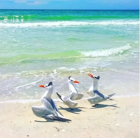 6750 Gulf Of Mexico Drive Longboat Key FL 34228