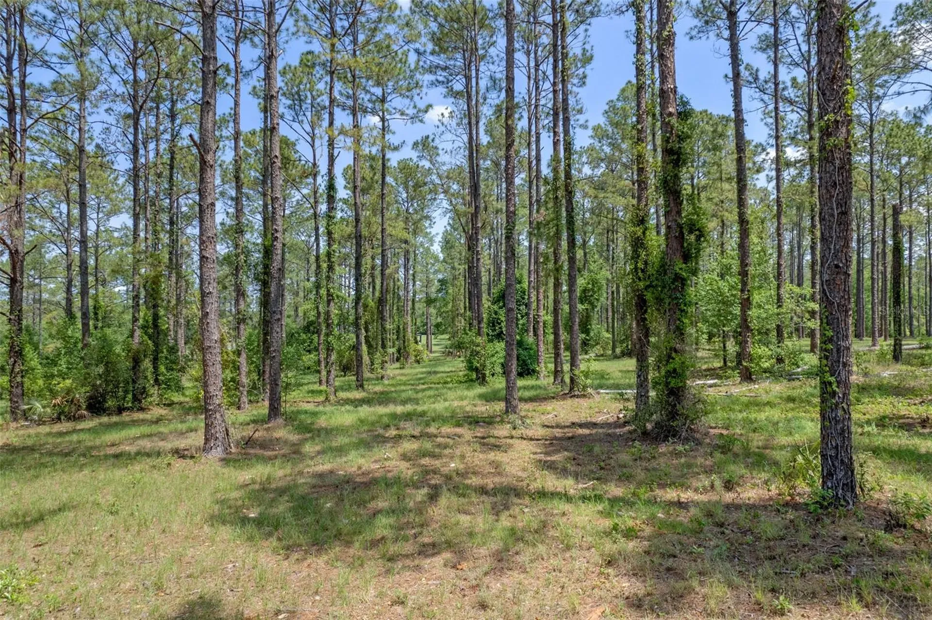 35408 Pinegate Trail Eustis FL 32736