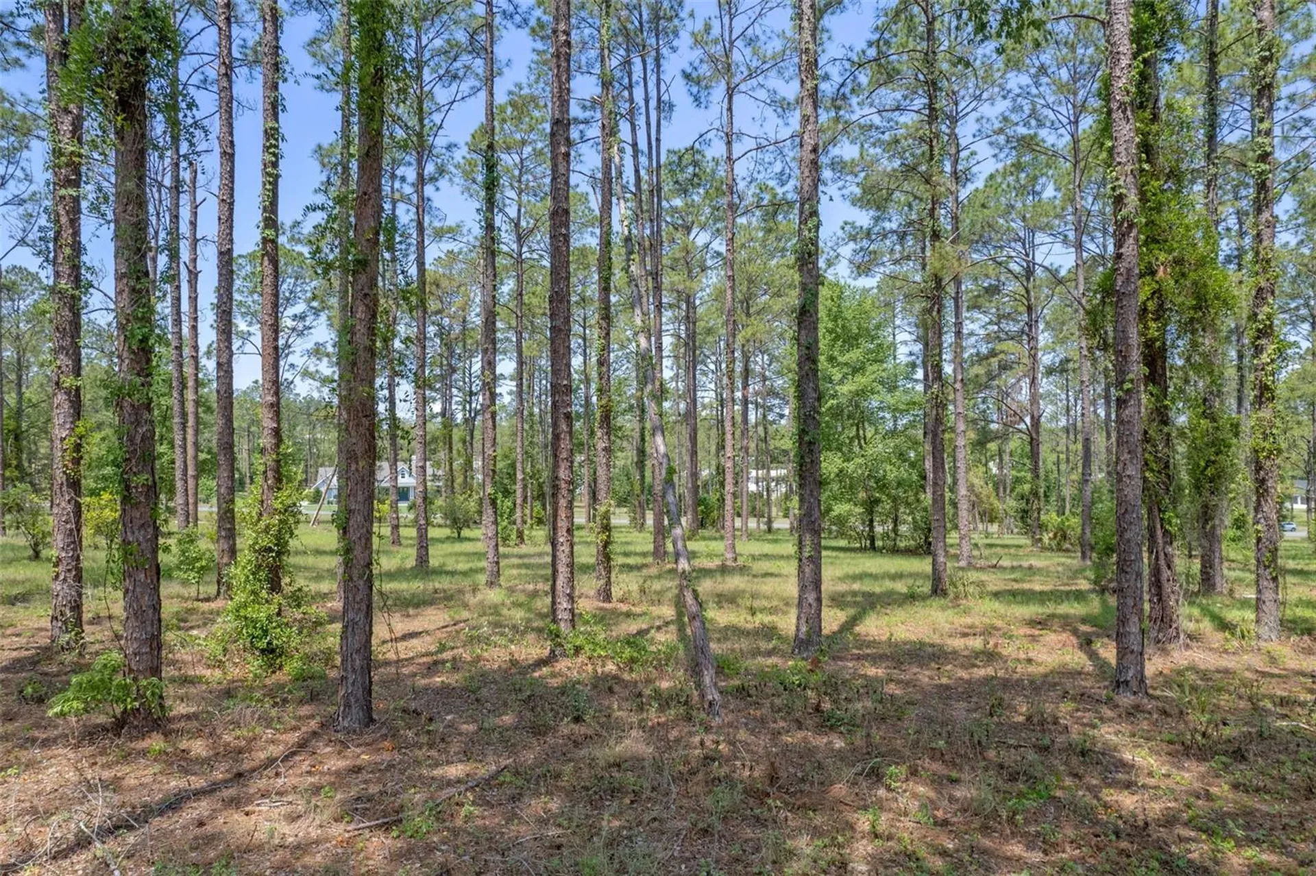 35408 Pinegate Trail Eustis FL 32736
