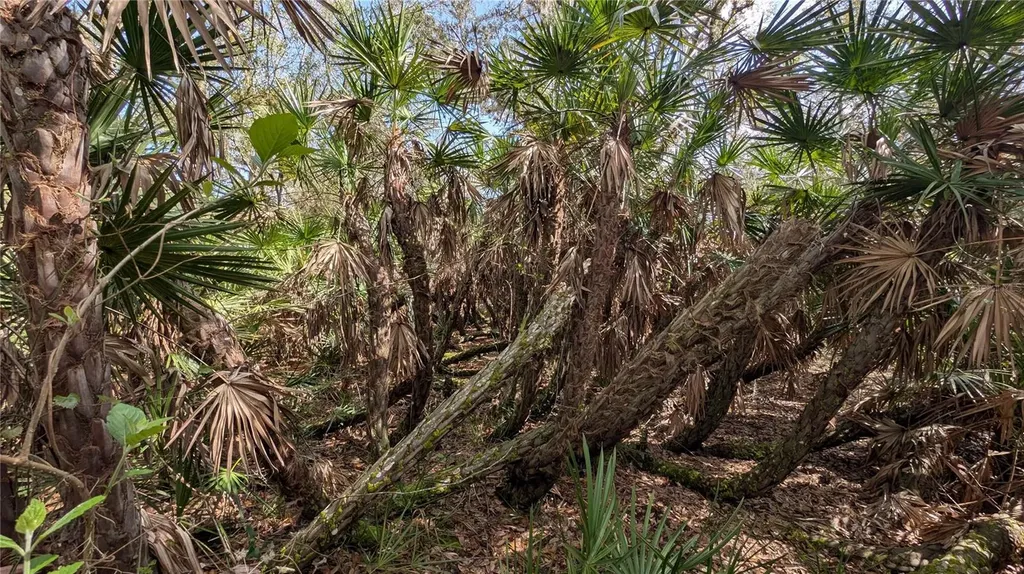 Gillette Road Zolfo Springs FL 33890