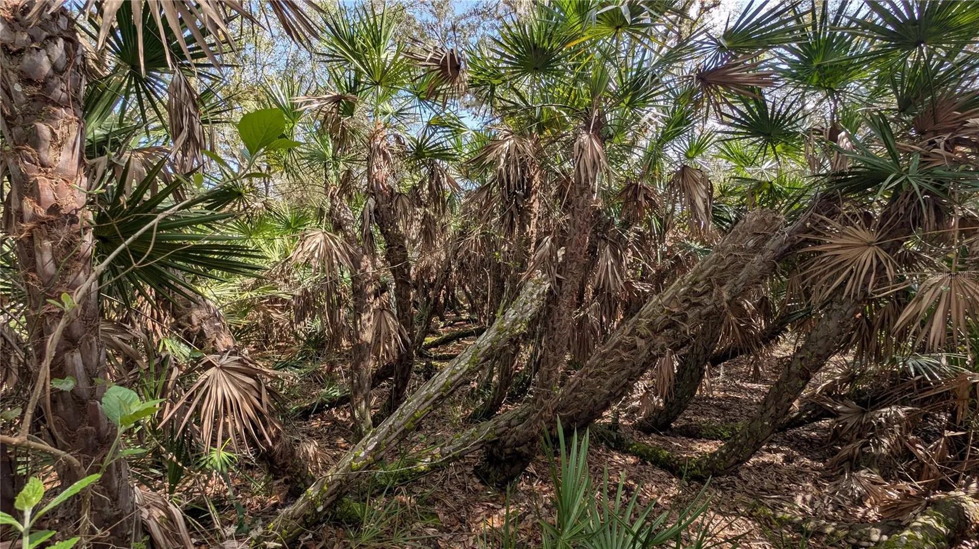 Gillette Road Zolfo Springs FL 33890