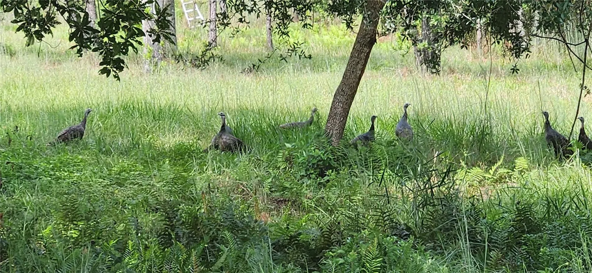 Gillette Road Zolfo Springs FL 33890
