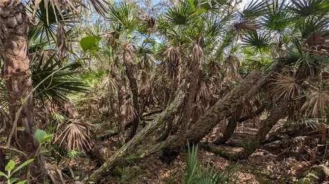 Gillette Road Zolfo Springs FL 33890