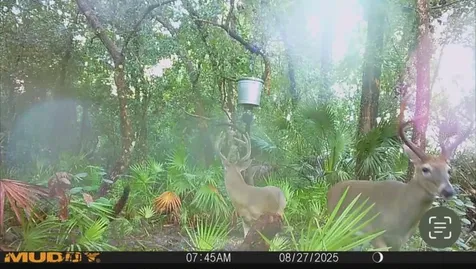 Gillette Road Zolfo Springs FL 33890