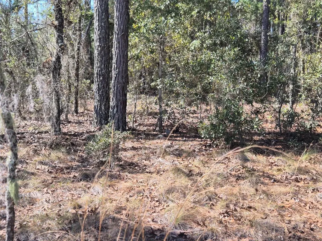 00 NE 137th Avenue Williston FL 32696