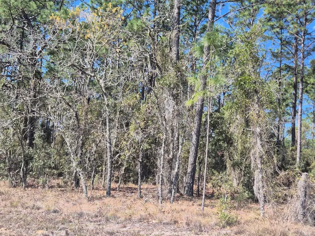 00 NE 137th Avenue Williston FL 32696