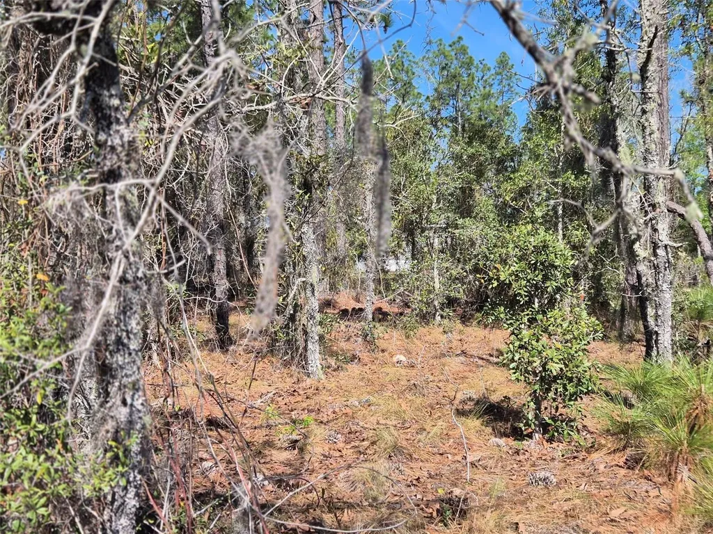 00 NE 137th Avenue Williston FL 32696