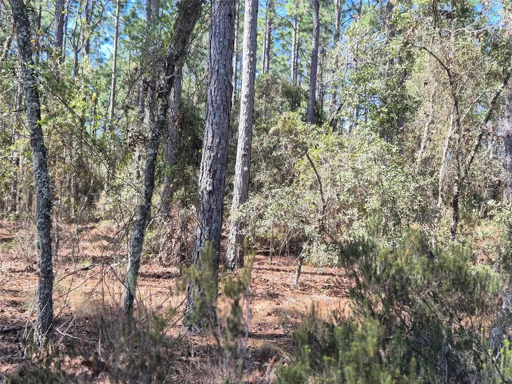 00 NE 137th Avenue Williston FL 32696