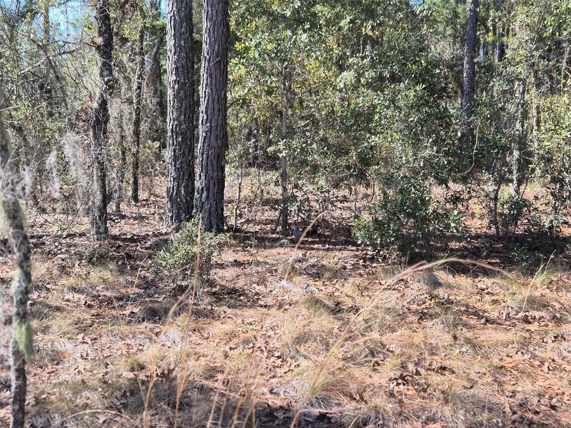 00 NE 137th Avenue Williston FL 32696