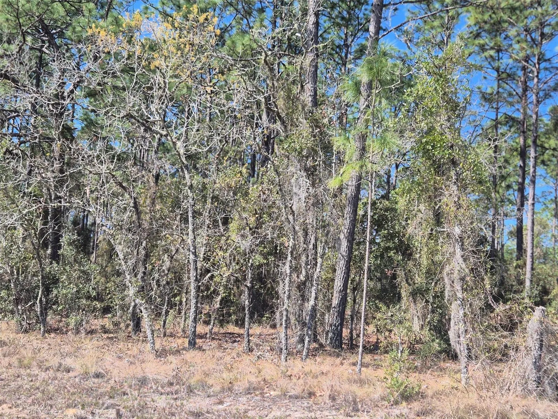 00 NE 137th Avenue Williston FL 32696