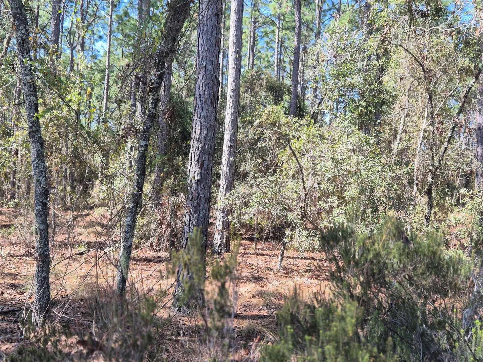 00 NE 137th Avenue Williston FL 32696