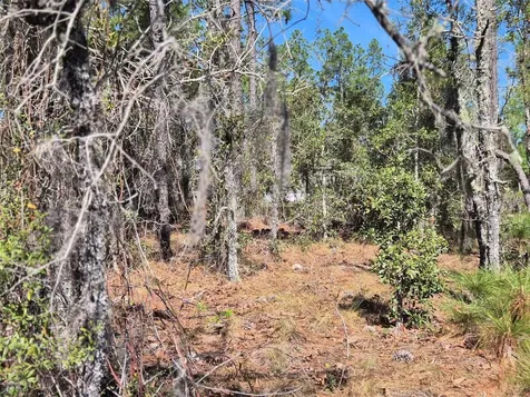 00 NE 137th Avenue Williston FL 32696