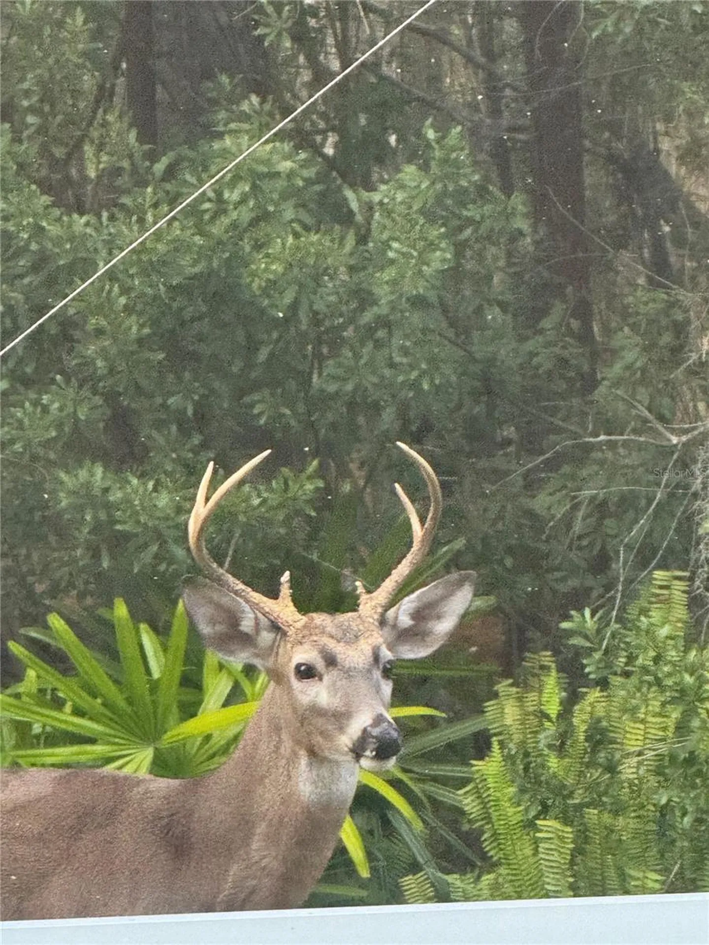 8205 Ponkan Road Land O Lakes FL 34637