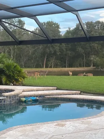 18408 Bittern Avenue Lutz FL 33558
