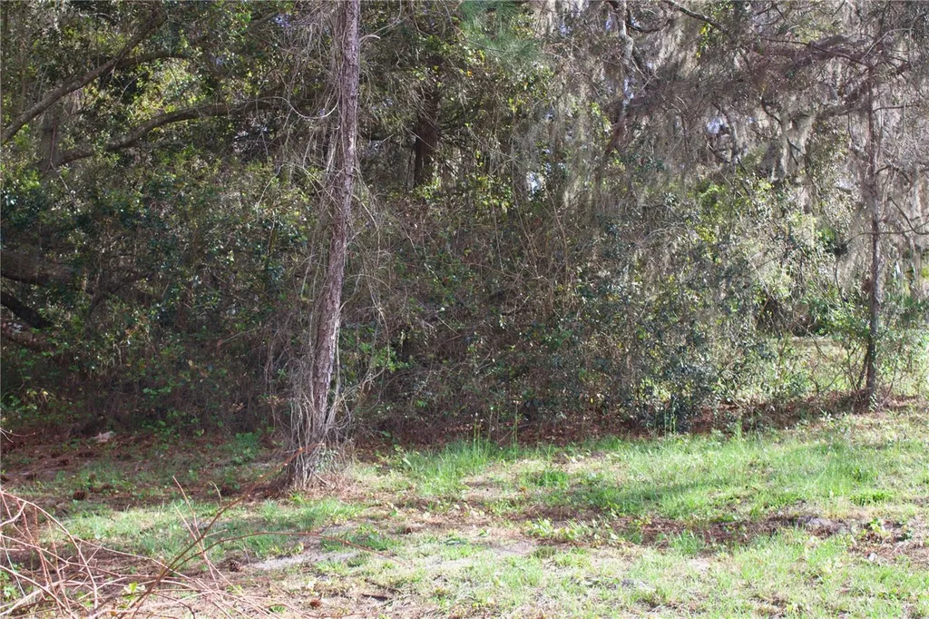 Silent Ridge Drive Tavares FL 32778