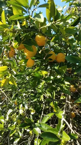 12182 SW State Road 45 Archer FL 32618