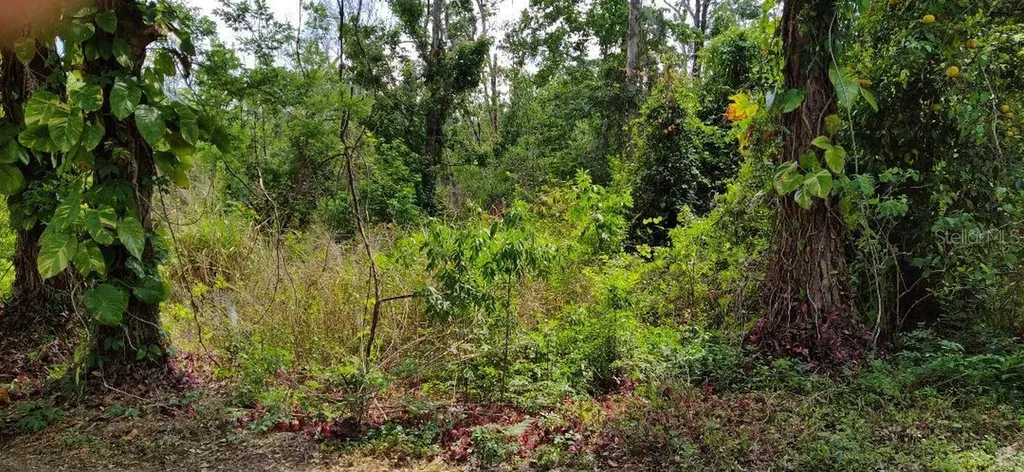 Marjorie Boulevard Longwood FL 32750