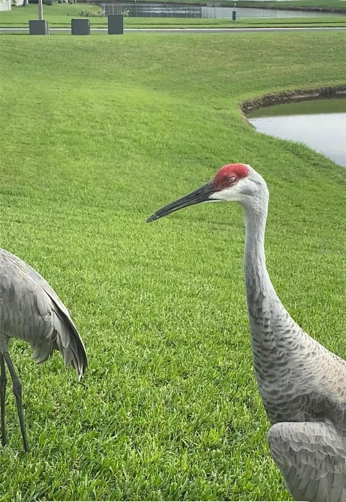 25500 Geddy Drive Land O Lakes FL 34639