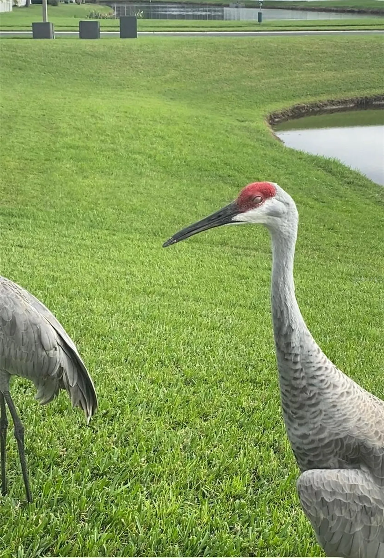 25500 Geddy Drive Land O Lakes FL 34639