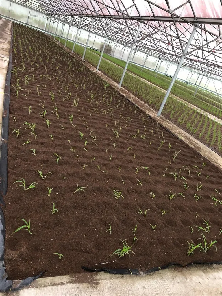 1065 S Massachusetts Avenue Deland FL 32724