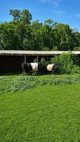 10553 NE 36th Avenue Anthony FL 32617